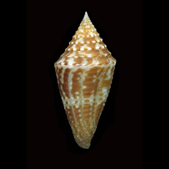 acutangulus 37,0mm