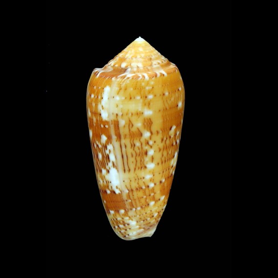 floccatus magdalenae 64,1mm