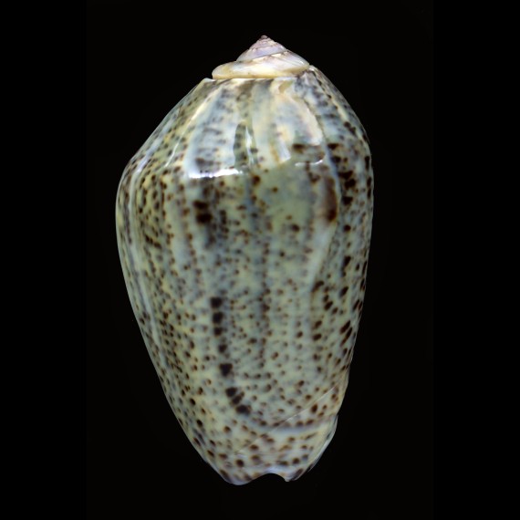 incrassata 72,7mm