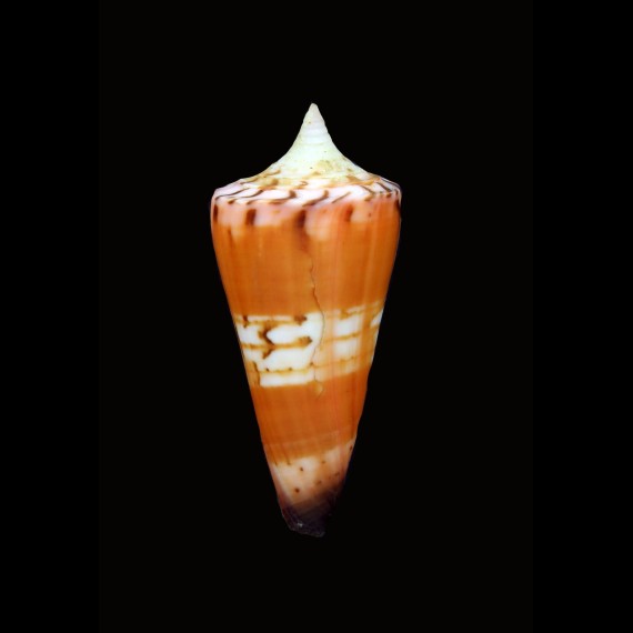 generalis krabiensis 51,3mm