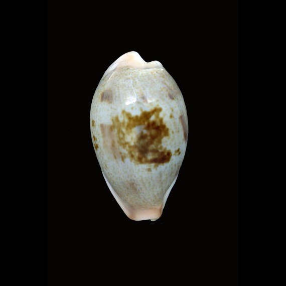subviridis dorsalis 34,0mm