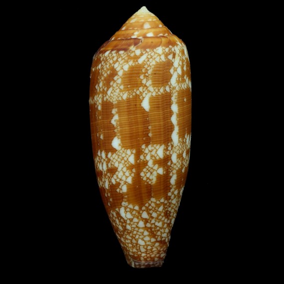 auricomus