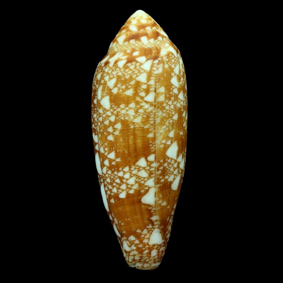 auricomus