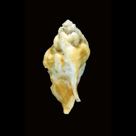 decussatus 56,2mm GIANT