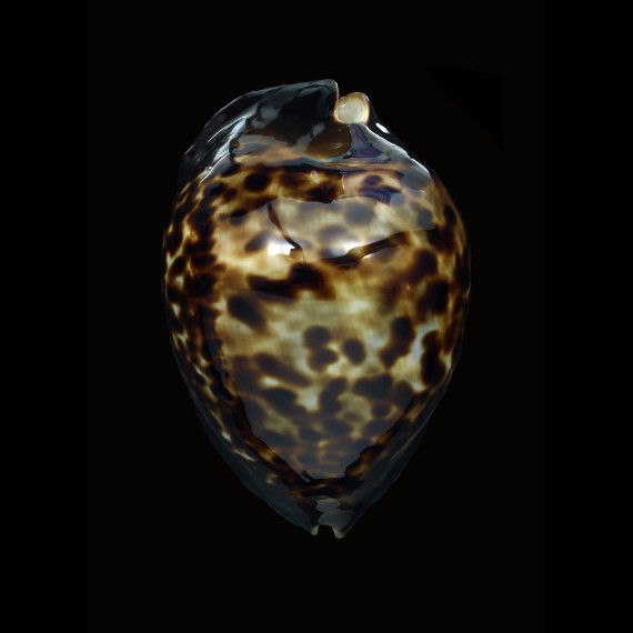 thersites 87,2mm BIG