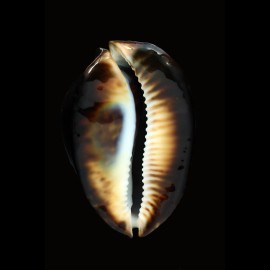 thersites 87,2mm BIG