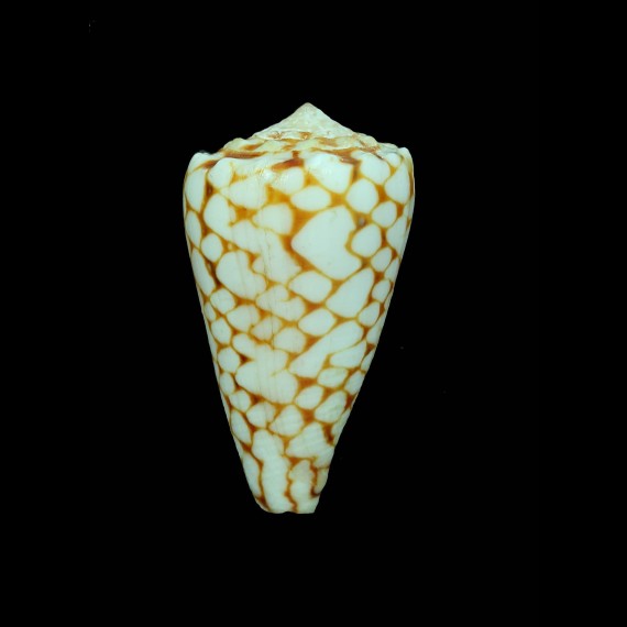 marmoreus orange 50,3mm