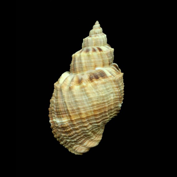 spengleriana