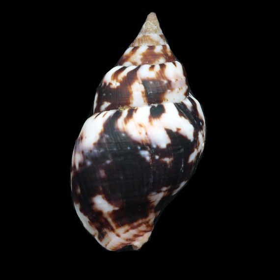rolani