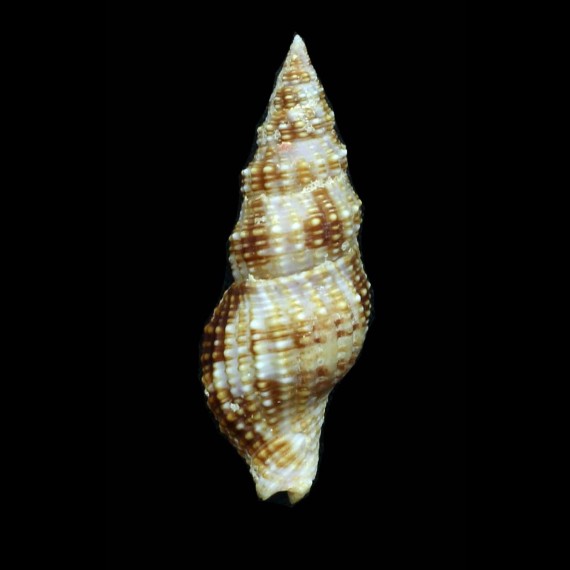 iostomus