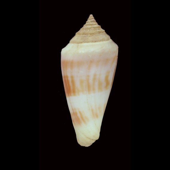 gradatulus 62,5mm BIG