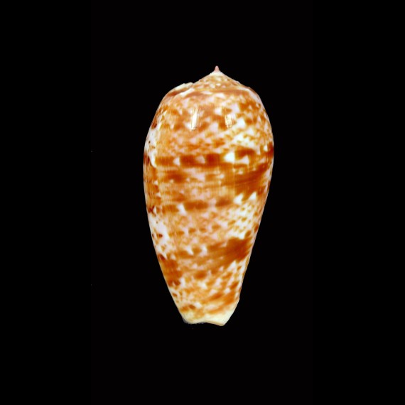 bullatus 49,8mm TONGA