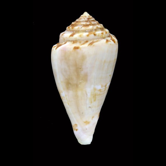 klemae 62,3mm BIG