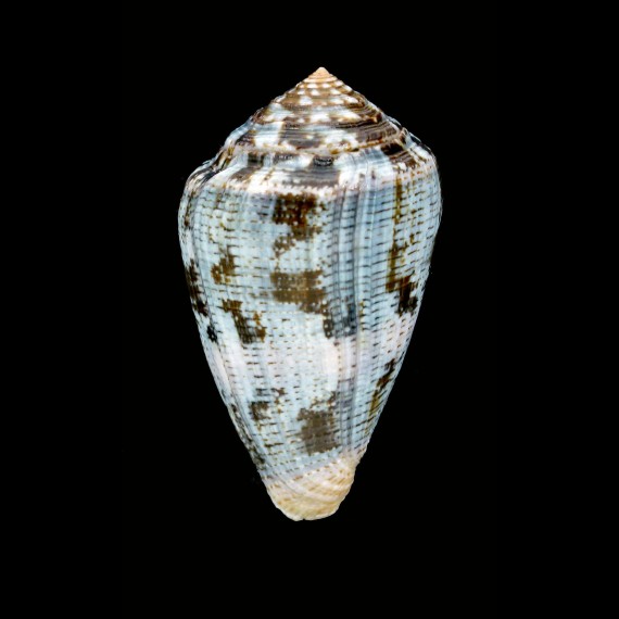 purpurescens 64,7mm SUPERB