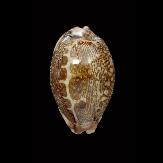 mappa 51,6mm DWARF