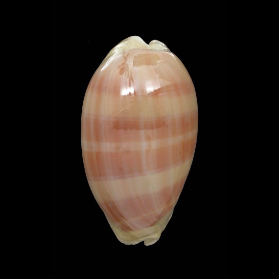leviathan bouteti 74,1mm