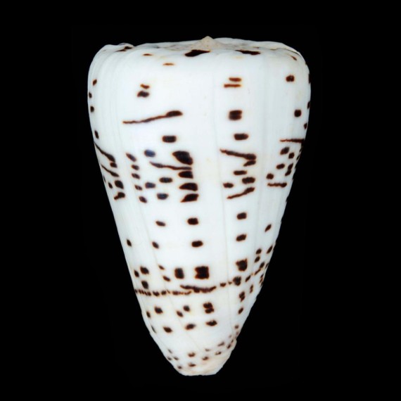 eburneus