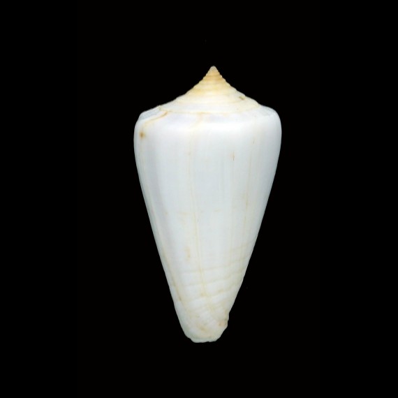 inscriptus cuneiformis 50,5mm