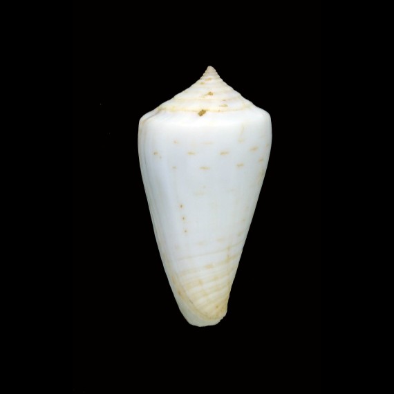 inscriptus cuneiformis 50,4mm