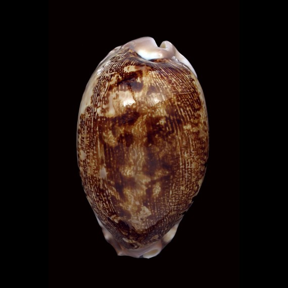 mappa rosea 69,6mm TANZANIA