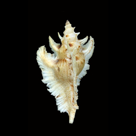 acanthopterus 79,7mm