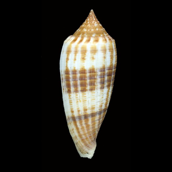 australis 103,7mm