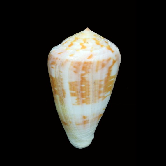 ermineus testudinarius 73,2mm