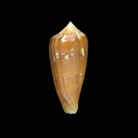 cinereus bernardi 44,9mm