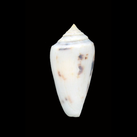 victoriae 47,0mm