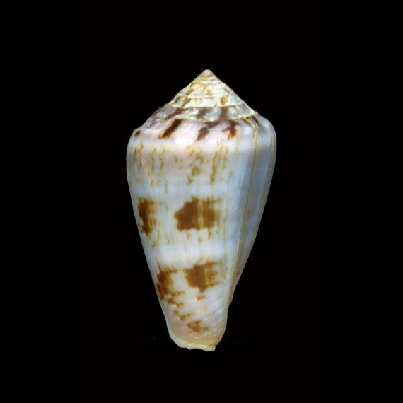 taslei 30,2mm
