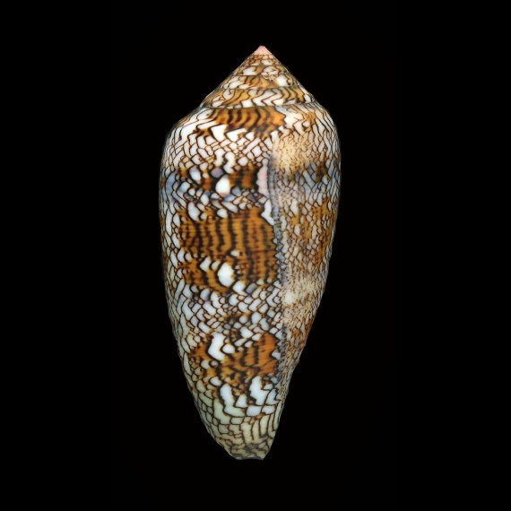 textile 87,1mm STUNNING
