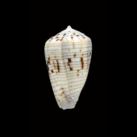 melvilli 27,4mm