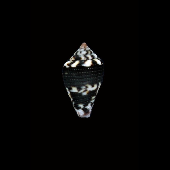 hieroglyphus 17,7mm