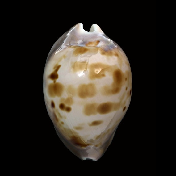 venusta roseopunctata 76,1mm