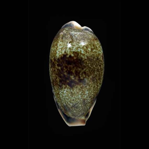 caurica quinquefasciata 53,3mm