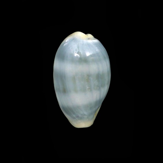 errones azurea 22,9mm