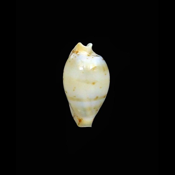 martini 13,1mm