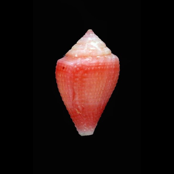 axelrodi 18,0mm