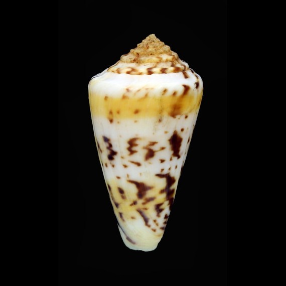 pictus 39,1mm