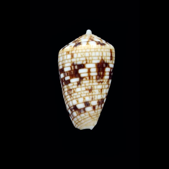 melvilli 22,2mm SPLENDID