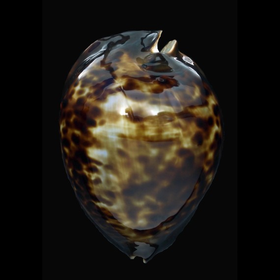 thersites 85,8mm BIG