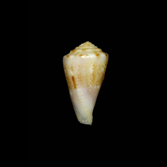 Rhizoconus alisii