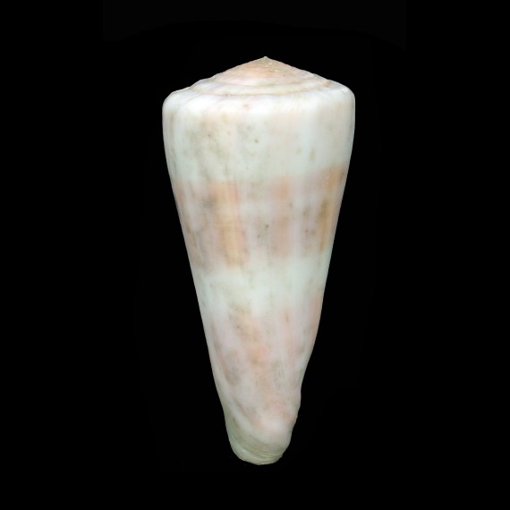 malabaricus 87,2mm GIANT