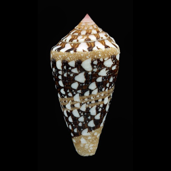ammiralis architalassus 51,0mm