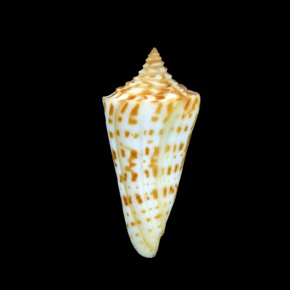 scalarissimus 54,5mm