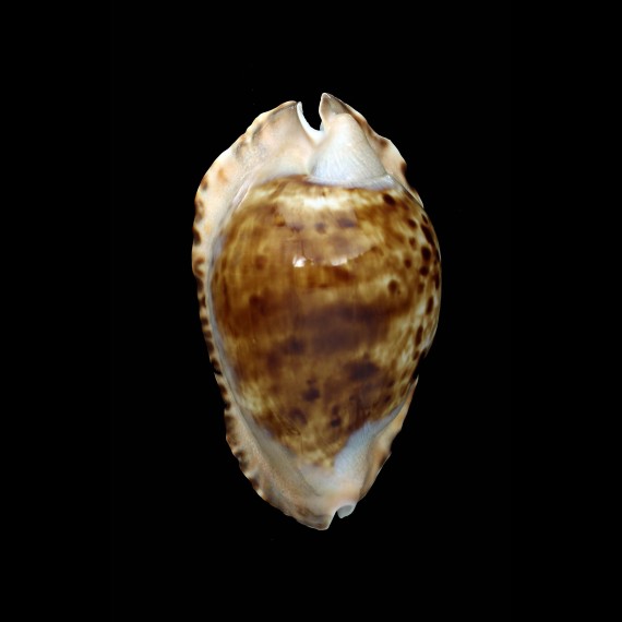 marginata consueta 64,4mm