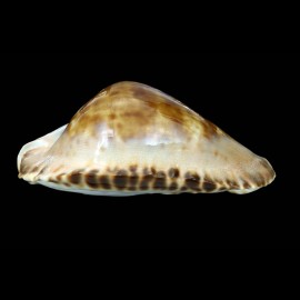 marginata consueta 64,4mm