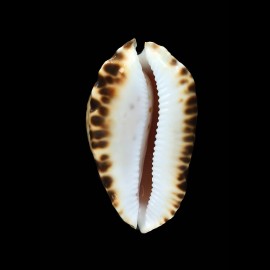 marginata consueta 64,4mm
