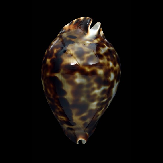 vercoi 85,4mm SUPERB