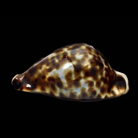 vercoi 85,4mm SUPERB